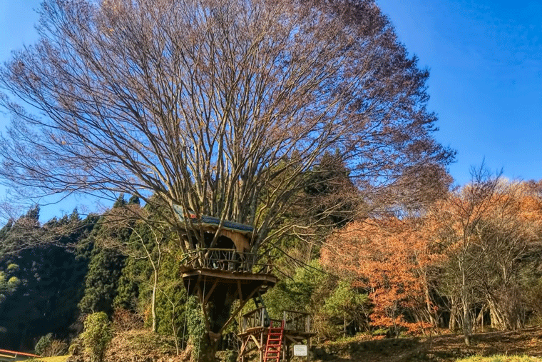 冬のツリーハウス