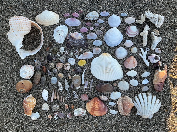 砂浜で拾ったさまざまな種類の貝殻たち