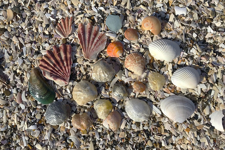 ビーチコーミングでとれた貝殻の写真