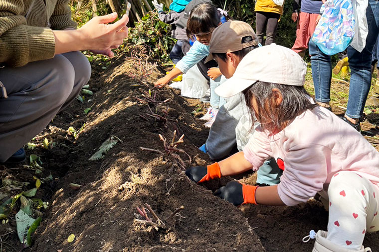 芋掘りの写真