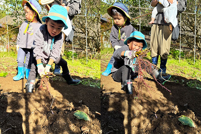 芋掘りの写真