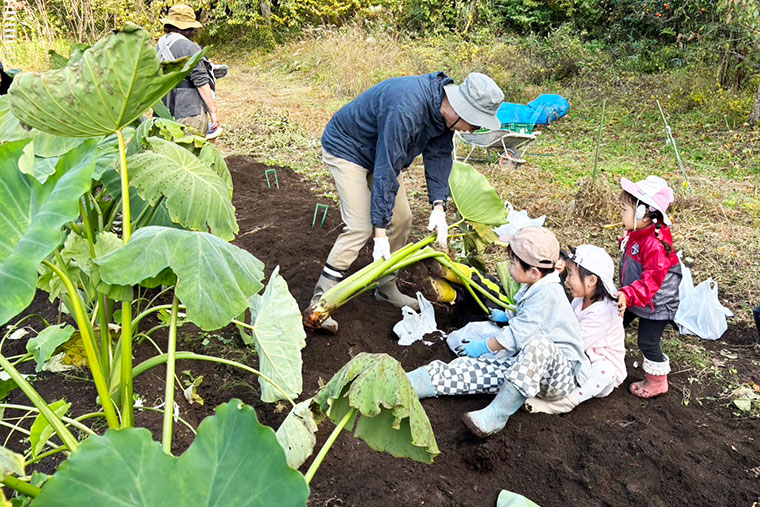 里芋掘りの写真