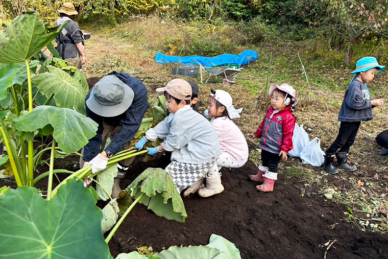 里芋掘りの写真