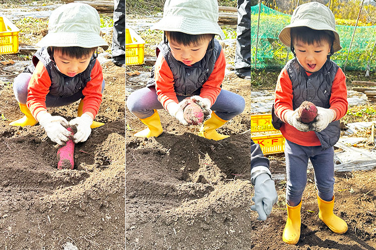 芋掘りをしている子どもの写真