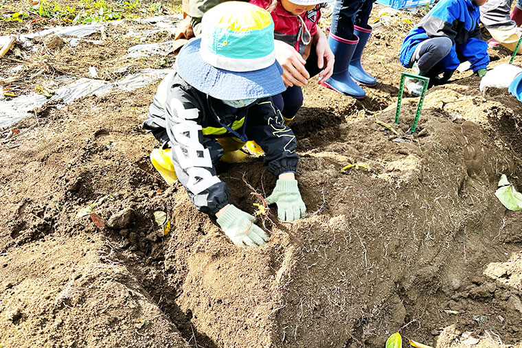 芋掘りをする子どもの写真